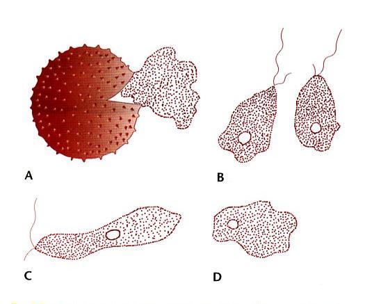 mixomiceti I corpi fruttiferi (SPOROCARPI) producono delle meiospore dalle quali fuoriescono, se le condizioni ambientali sono ottimali, mixamebe o planociti (detti anche mixoflagellate o mixomonadi)