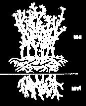 Micelio aereo (funzione replicativa) Micelio