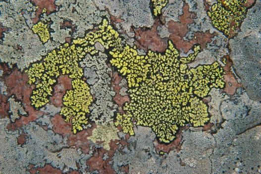 Classificazione dei licheni Si classificano in base alla