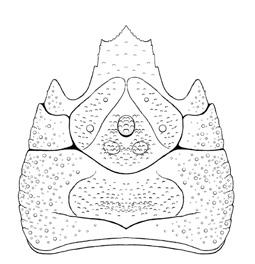 Fig. 5 - Tethysmunida corallina n. gen., n. sp., ricostruzione del carapace / carapace reconstruction.