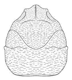 Fig. 9 - Petrolisthes lineatus Beschin, Busulini & Tessier, 2016, ricostruzione del carapace / carapace reconstruction. 4,8); MCV.16/71-I.G.371314 (Lc: 4,3; lc: 5,0); MCV.16/72-I.G.371315 (Lc: 4,2; lc: 5,0); MCV.