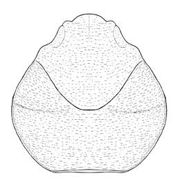 Materiale e dimensioni: cinque carapaci conservati in matrice calcarea provenienti dall Eocene inferiore di Monte Magrè (Schio): MCV.16/73-I.G.371316 (Lc: 4,4; lc: 5,0); MCV.16/74-I.G.371317 (Lc: 5,5; lc: 7,0); MCV.