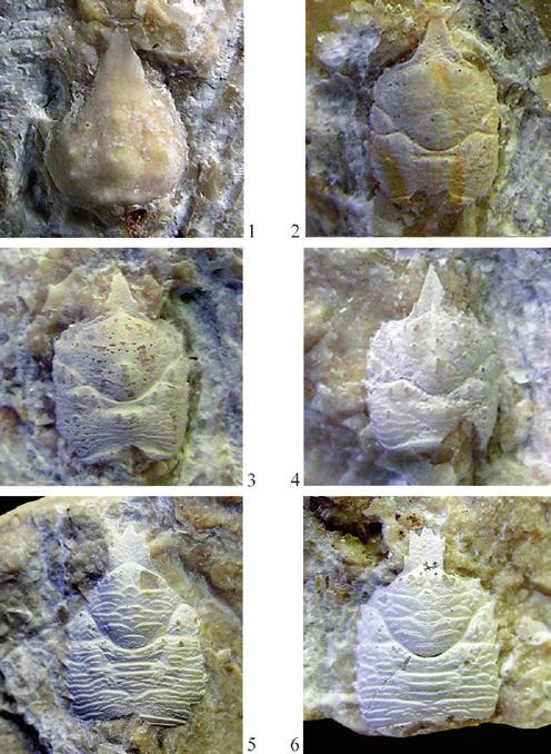 Tav. 1-1. Eouroptychus montemagrensis De Angeli & Ceccon, 2012, es. MCV.11/08-I.G.327473, visione dorsale / dorsal view (x 7). 2-4.