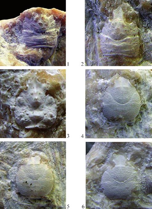 Tav. 3-1-2. Tethysmunida cf. T. valeccensis (Beschin, Busulini & Tessier, 2016), 1) es. MCV.16/53-I.G.371296, visione dorsale / dorsal view (x 7,5). 2) es. MCV.16/59-I.G.371302 visione dorsale / dorsal view (x 9).