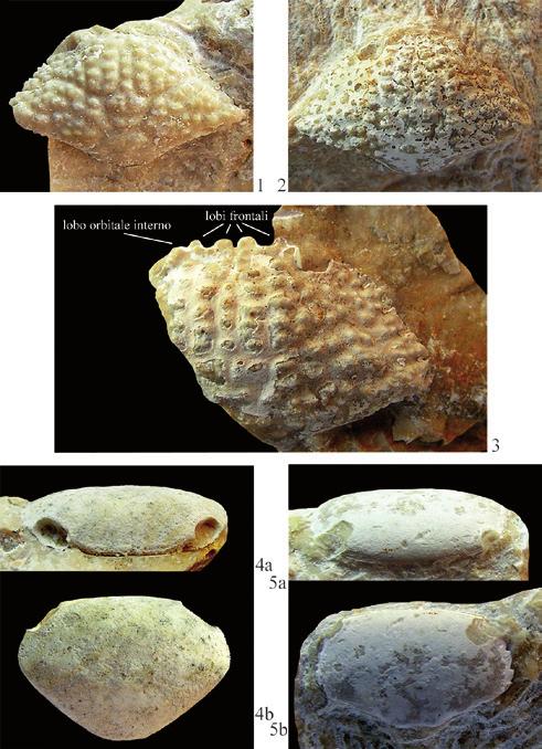 Tav. 6-1-3. Ramacarcinus lineatuberculatus (Beschin, Busulini & Tessier, 2016), 1) es. MCV.17/03-I.G.356307, visione dorsale / dorsal view (x 3,6). 2) es. MCV.17/01-I.G.356305, visione dorsale / dorsal view (x 2,9).