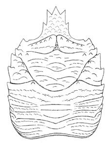 Fig. 4 - Lessinigalathea regalis De Angeli & Garassino, 2002, ricostruzione del carapace / carapace reconstruction. 2000 Galathea sp. - Beschin et al., p. 8, t. 1, f.
