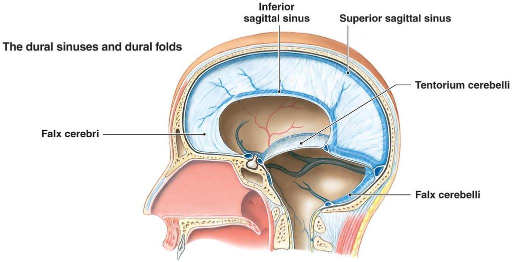 Falce cerebellare 16 Nella parte centrale della faccia inferiore del cervelletto è presente la vallecula del cervelletto (di Reil), una depressione che accoglie un altro setto della dura madre,