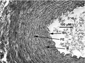 Fibre elastiche e collagene Rappresentano le strutture responsabili delle peculiari proprietà di resistenza e di deformabilità delle arterie Organizzazione strutturale delle arterie La parete delle