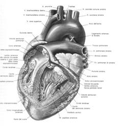 Arco aortico Fa seguito all aorta ascendente, alla sua origine si trova leggermente a destra e al livello del margine superiore della II articolazione sterno costale.