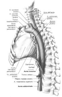 Aorta toracica discendente Attraversa il torace decorrendo nel mediastino posteriore.