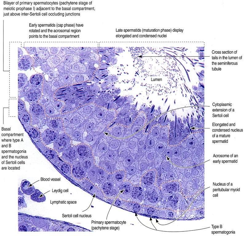 Immagine tratta da: Hystology and Cell