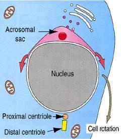 Cell Biology, A.L.