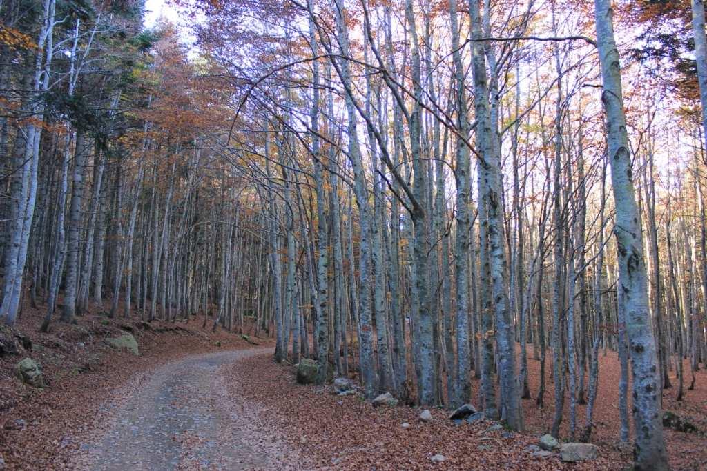 Le varie tonalità dell'autunno, lungo l'anello del monte Aiona in Val d'aveto - Eos Foto di ML