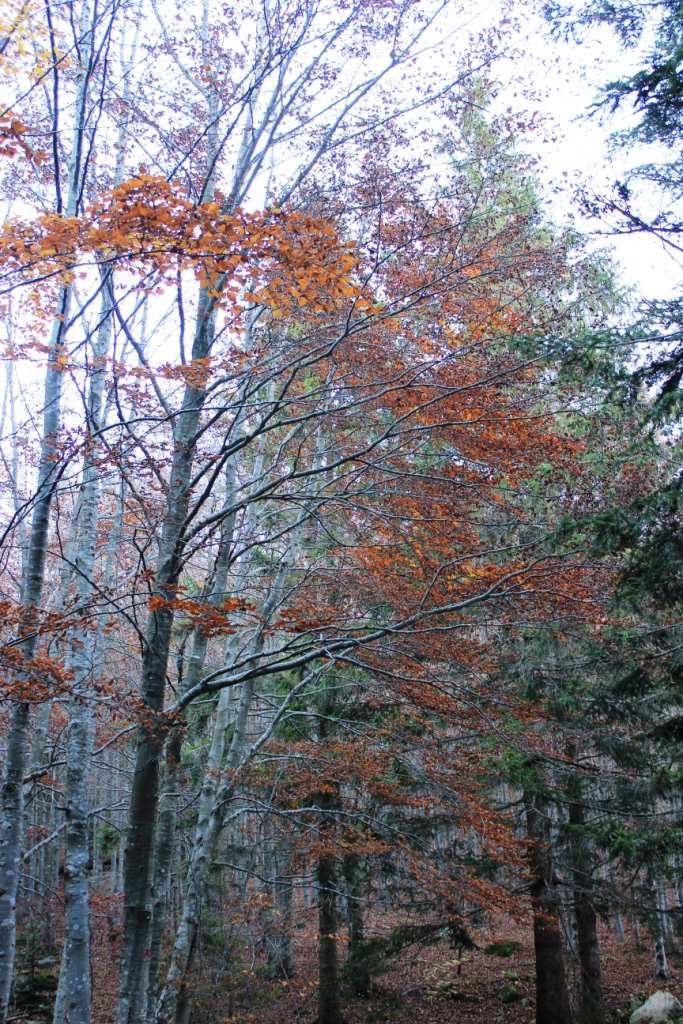 si sceglie a destra l Alta Via che sale tra gli alberi.