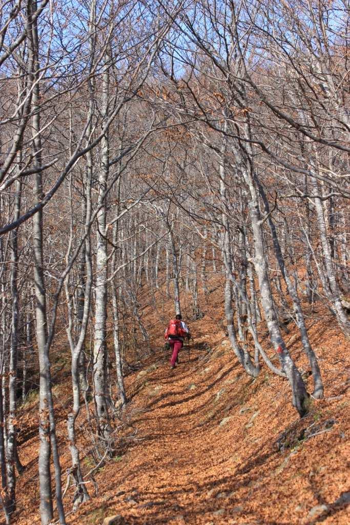 Il paesaggio autunnale accresce