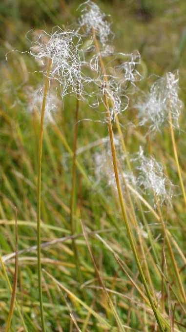 COME GARANTIRE L ECOCOMPATIBILITÀ?