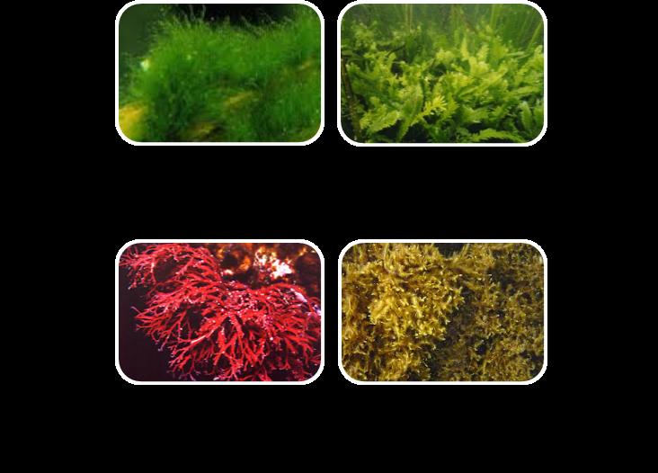 ALGHE IN COSMESI Le alghe sono organismi acquatici