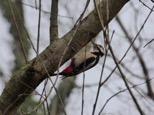 La fauna Grazie alla sua posizione strategica, immersa in un un area ampiamente urbanizzata, l Oasi Smeraldino