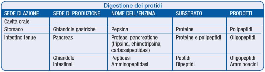pag. 94 La digestione delle proteine Grazie ai villi intestinali, gli AA liberati durante la digestione