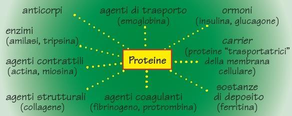 pag. 96 Le funzioni delle proteine La principale funzione delle proteine è di tipo plastico (o strutturale), ma assolvono anche un ruolo regolatore (ad es.