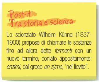 Gli enzimi Sono proteine in grado di catalizzare una reazione biologica (in pratica accelerano la velocità della reazione).