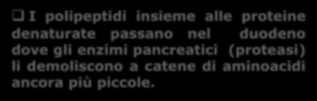 gli enzimi contenuti nel succo enterico (peptidasi),