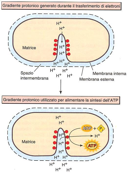 MA L ATP COME SI FORMA??? ABBAIMO CREATO UN GRADIENTE DI CONCENTRAZIONE DI H, UNA ENERGIA POTENZIALE CHE PUO ESSERE IMPIEGATA PER COMPIERE LAVORO: PRODURRE ATP.