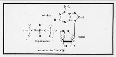 BIOENERGETICA ATP ATP è la molecola adenosin-tri-fosfato ATP èla moneta energetica che viene spesa per