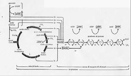 Le due fasi dell ossidazione completa del glucosio (2) Le due fasi dell ossidazione completa del glucosio (3) Nella glicolisi una molecola di glucosio è trasformata in due molecole di acido piruvico.