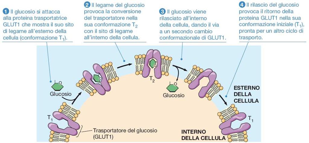 La concentrazione di glucosio nel sangue è 60-90 mg/100 ml, 3,6-5 mm. La concentrazione di glucosio nelle cellule varia tra 0,5-1 mm.