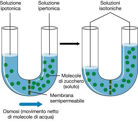 Le membrane biologiche sono semipermeabili Osmosi