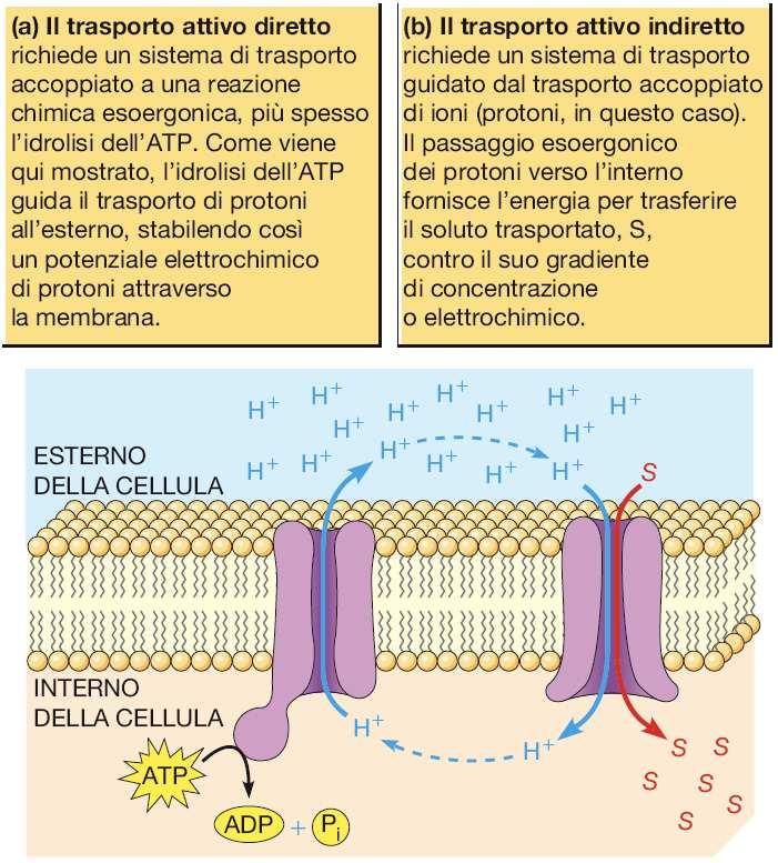 Il trasporto attivo possiede, a differenza di