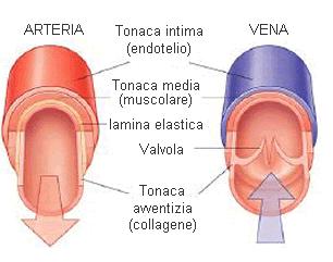 V A S I Le modificazioni della struttura e nella funzione di diversi segmenti del sistema vascolare costituiscono il più rilevante fattore di rischio per la patologia cardio-vascolare.