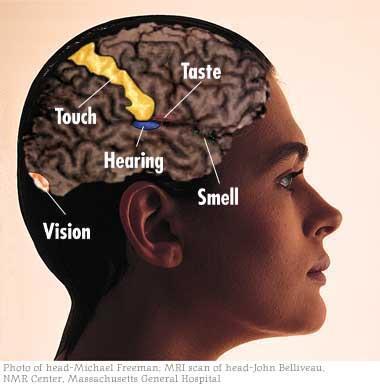 Ciascuno dei sensi attiva un area separata della corteccia cerebrale.