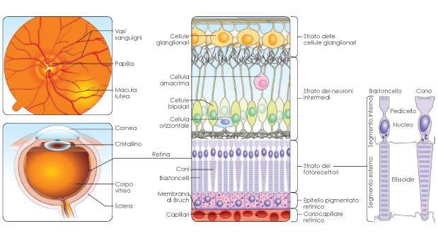 La retina: Anatomia La funzione primaria della retina è quello di catturare la luce e iniziare gli stimoli