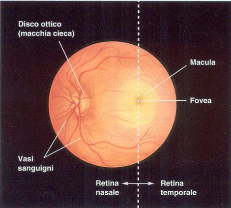 Punti di riferimento retinici Macula (1.5 mm/ 5º): La regione che circonda la fovea. La visione e migliore e sensibile ai colori. Al di fuori e piu sensibile al movimento.