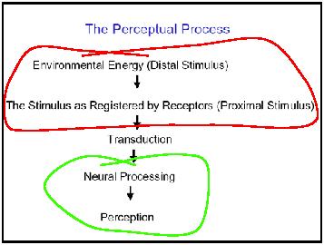 Il ciclo percettivo Noi non conosciamo il mondo direttamente, ma attraverso un interfaccia sensoriale.