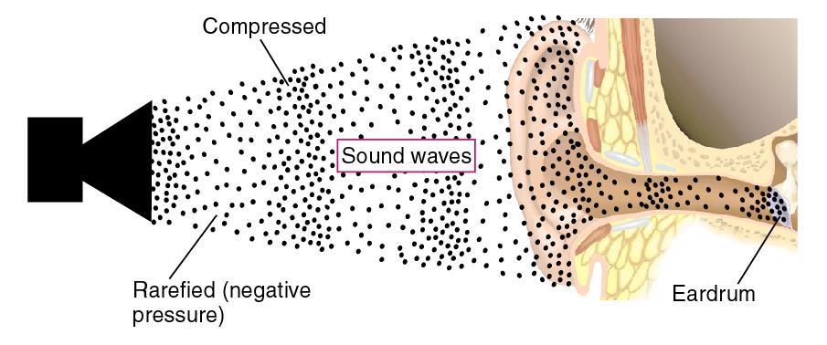 SUONO Il padiglione auricolare ha un ruolo minimo nell udito.