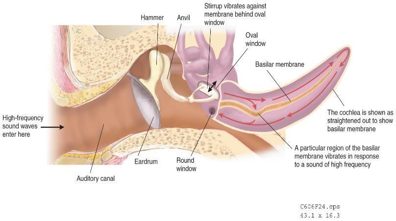 La parte della membrana basilare che è particolarmente flessa codifica la frequenza Gli ossicini aumentano l energia dello stimolo