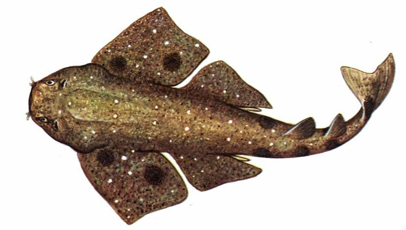 Pesci Squatina oculata (Bonaparte, 1840) regno animali fam.