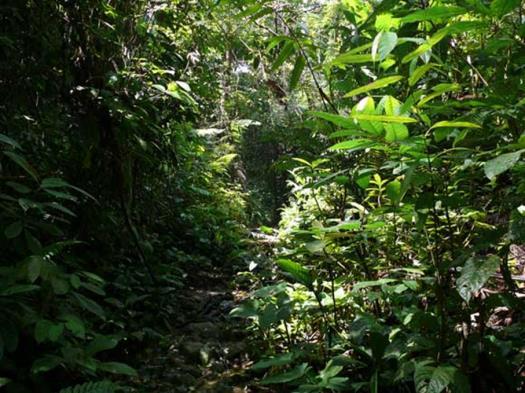 Gli ambienti della fascia calda: la giungla Le regioni tropicali