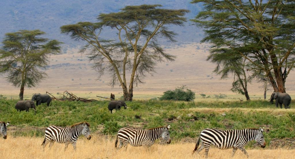 Gli ambienti della fascia calda: la savana La Savana Quando si lasciano le regioni equatoriali e ci si dirige, in entrambi gli emisferi, verso i tropici, la