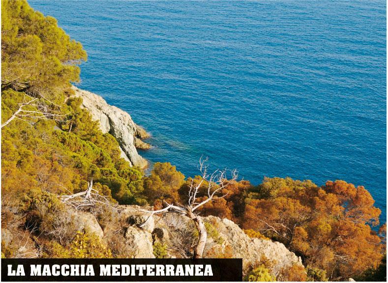 Gli ambienti della fascia temperata Nella fascia di transizione tra regioni aride e regioni temperate è invece presente l ambiente mediterraneo, caratterizzato da macchie di