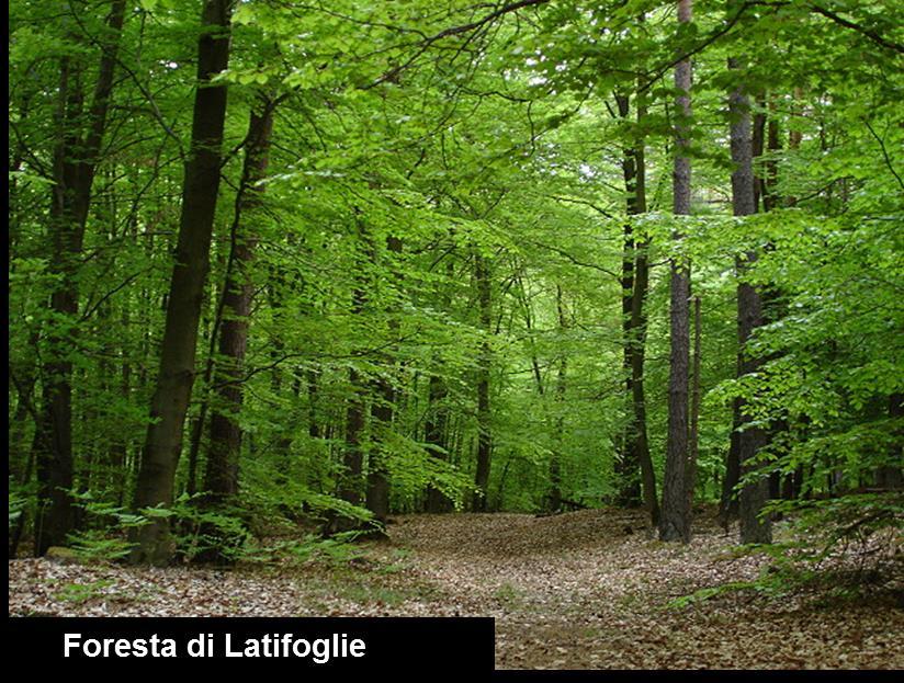 La foresta di latifoglie è il bioma originario più diffuso negli ambienti temperati; è costituito da piante (querce, faggi, abeti, betulle, pioppi, larici) che hanno un