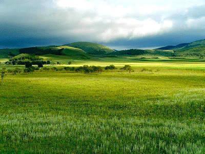 Gli ambienti della fascia temperata Con l aumentare della latitudine, e quindi con condizioni climatiche più fredde, la foresta di latifoglie