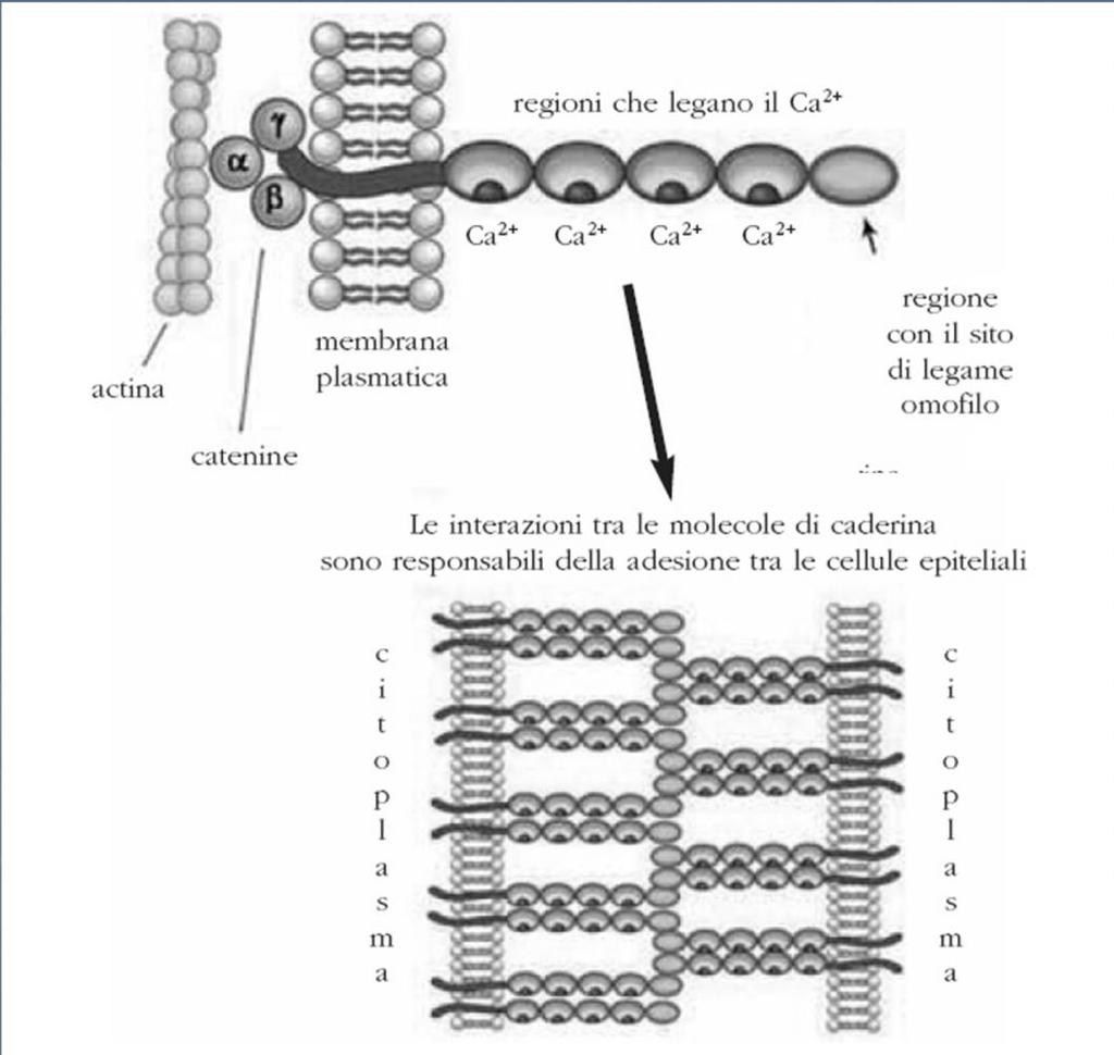 caderine