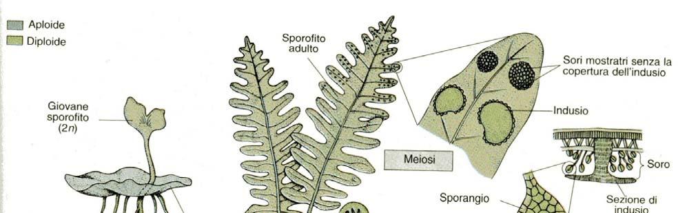 INDIPENDENTE -PICCOLO GAMETOFITO CUORIFORME