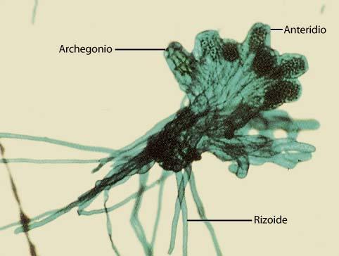 meiospore con elateri