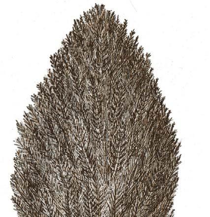 Calamites era una pianta arborea a crescita monopodiale, fusto e radici.
