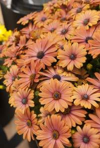 Osteospermum gruppo PADANA 99 2 10-12 Compact 0 55 21